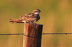 Common Nighthawk